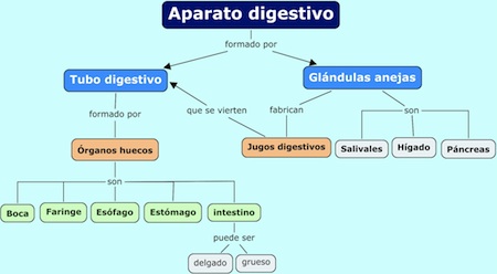 mapa aparato digestivo